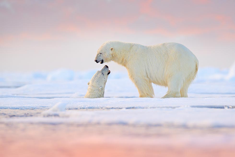 orso polare svalbard