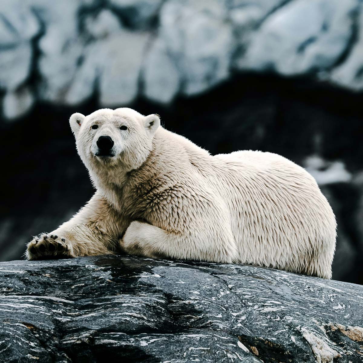 L’orso polare delle Svalbard
