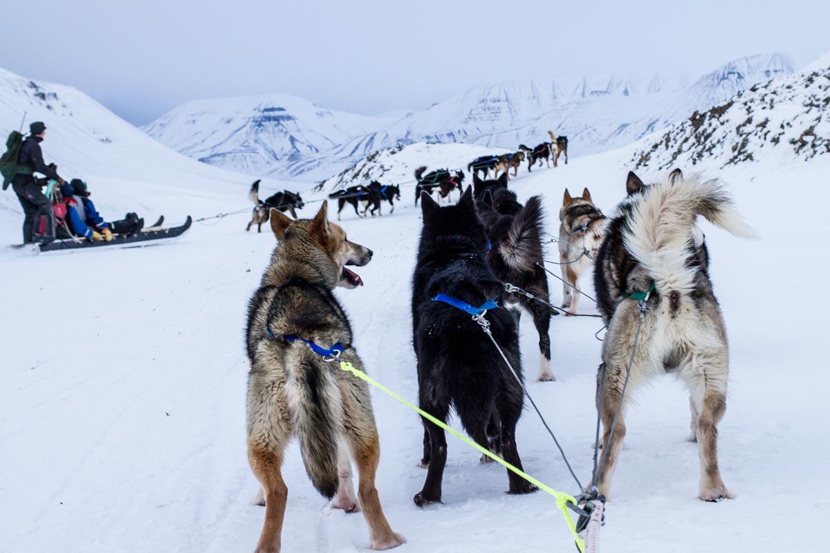 Escursione in slitta trainata da cani alle Svalbard