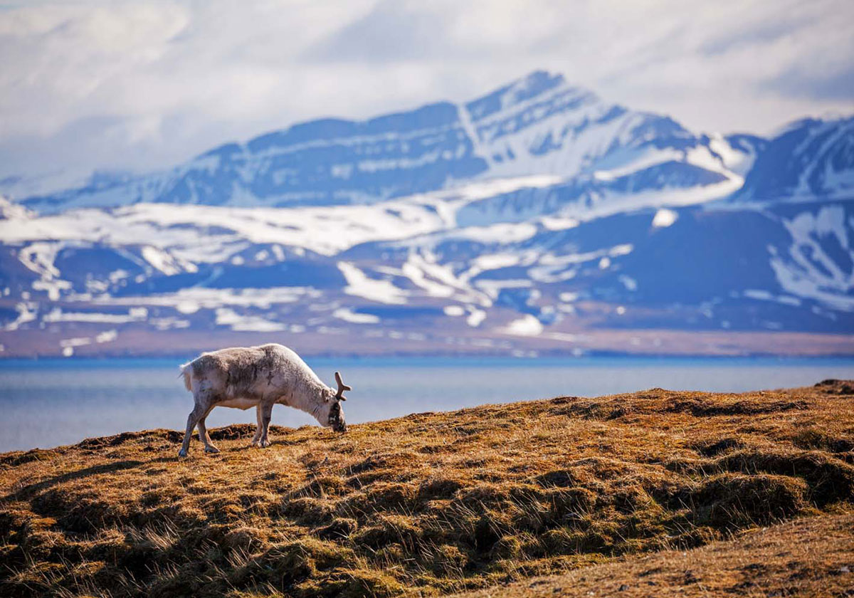 La renna delle Svalbard