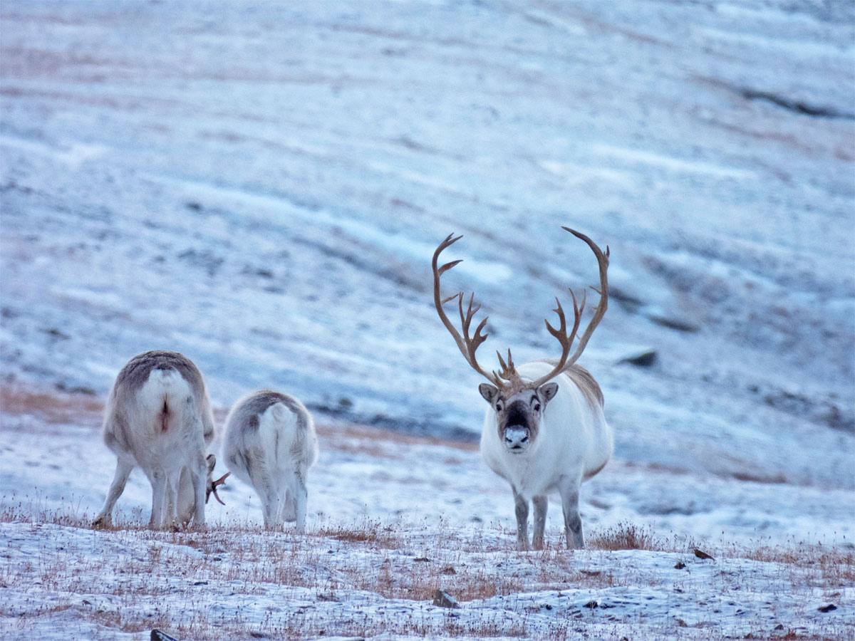 Renne delle Svalbard