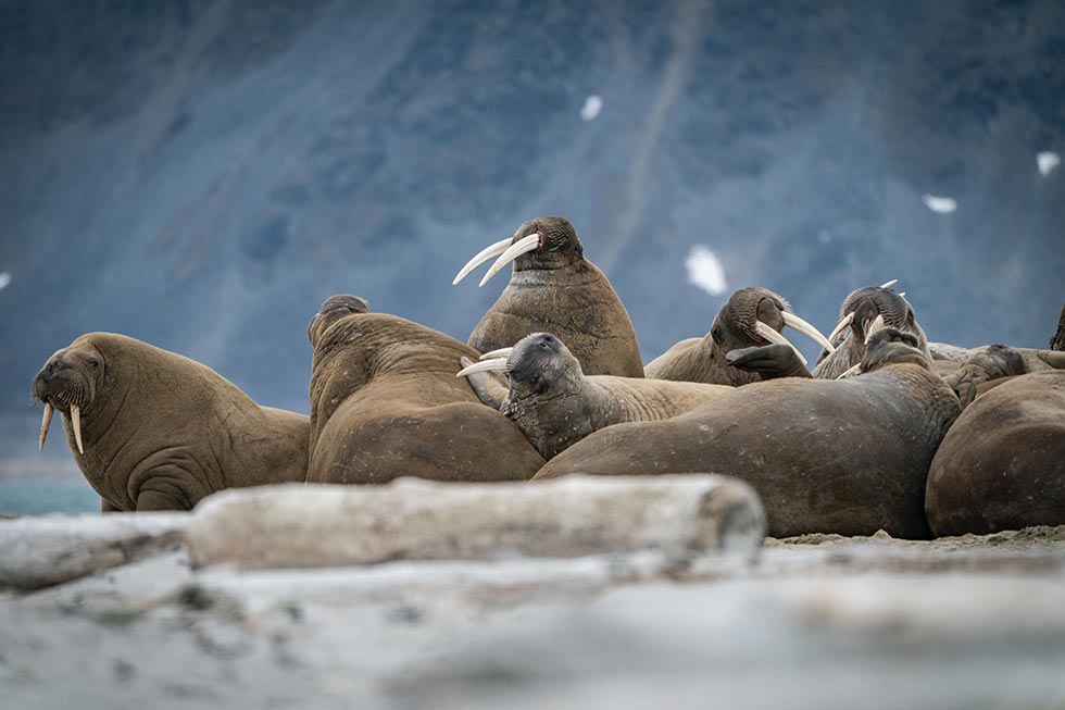 fauna svalbard